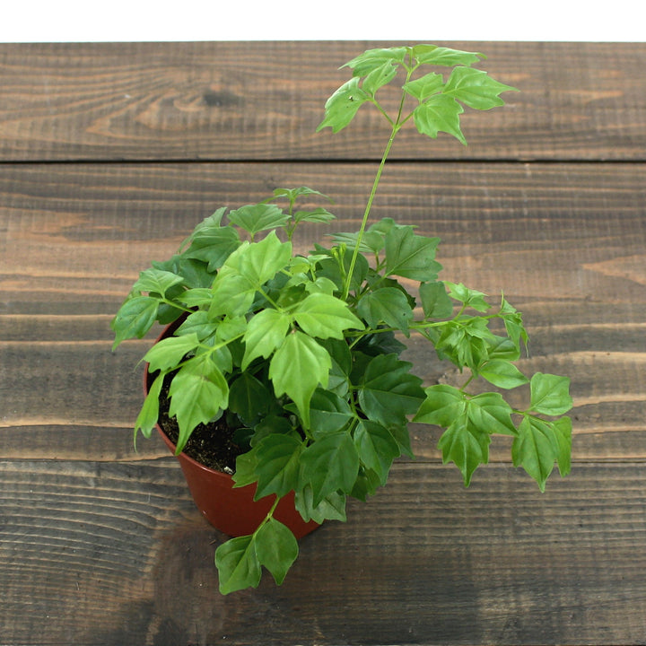 Radermachera sinica China Doll, 4 Inch Houseplants