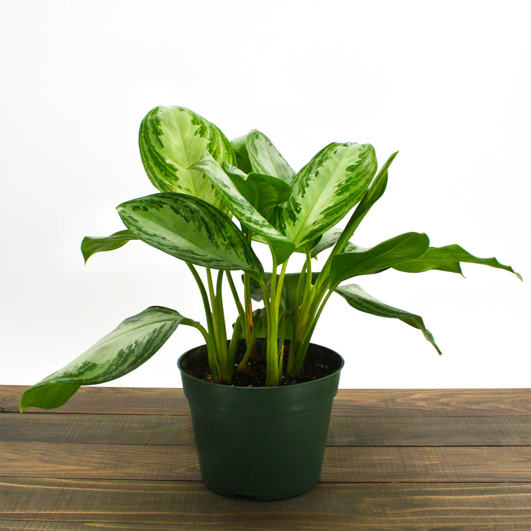 Agalonema commutatum 'Silver Bay' Chinese Evergreen, 6 Inch Houseplants