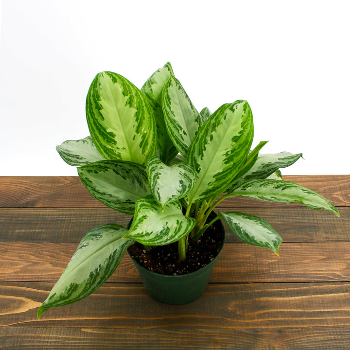 Agalonema commutatum 'Silver Bay' Chinese Evergreen, 6 Inch Houseplants