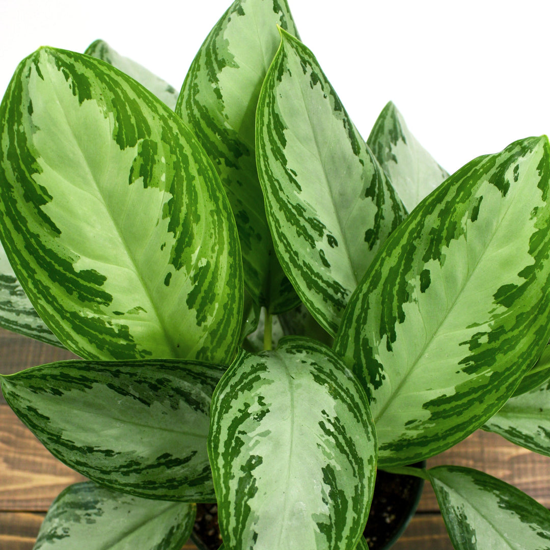 Agalonema commutatum 'Silver Bay' Chinese Evergreen, 6 Inch Houseplants