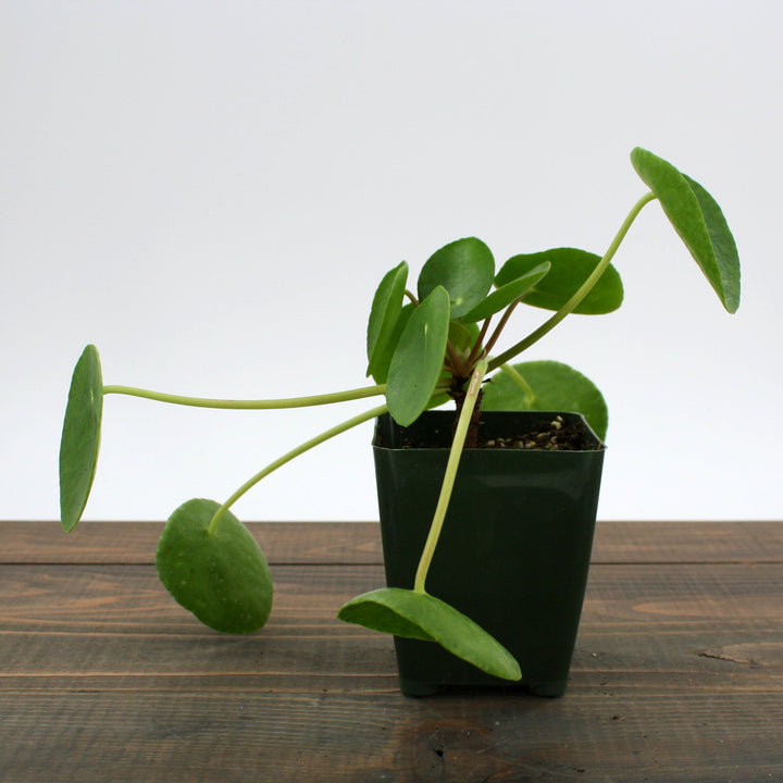 Pilea peperomioides Chinese Money Plant, 2 Inch Houseplants