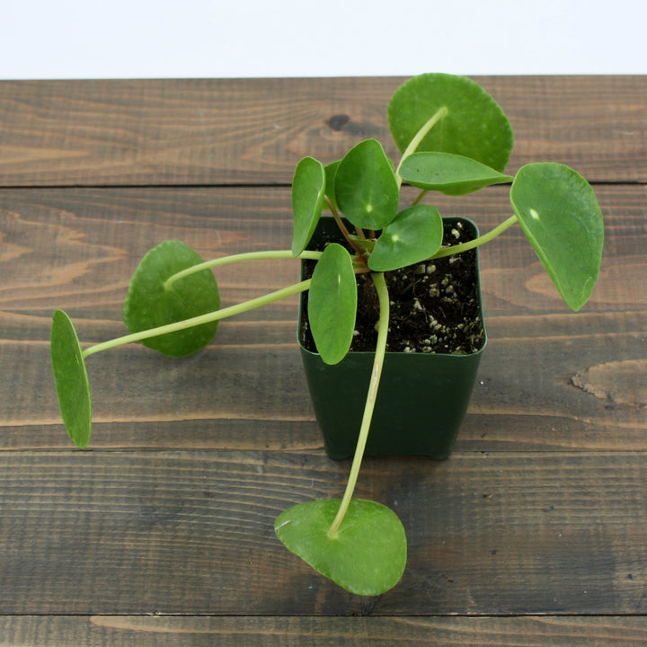 Pilea peperomioides Chinese Money Plant, 2 Inch Houseplants