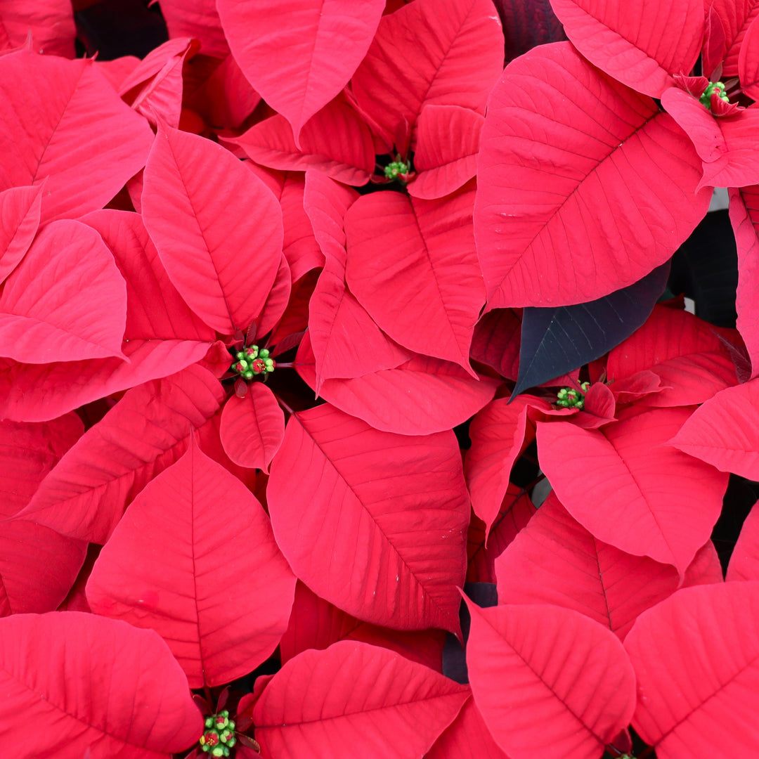 Euphorbia pulcherrima 'Christmas Aurora' Poinsettia, 6 Inch Annuals
