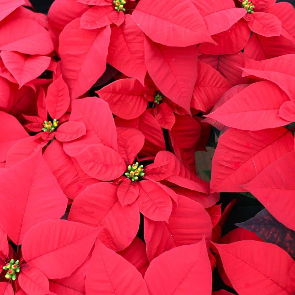 Euphorbia pulcherrima 'Christmas Cheer' Classic Poinsettia, 6 Inch Houseplants