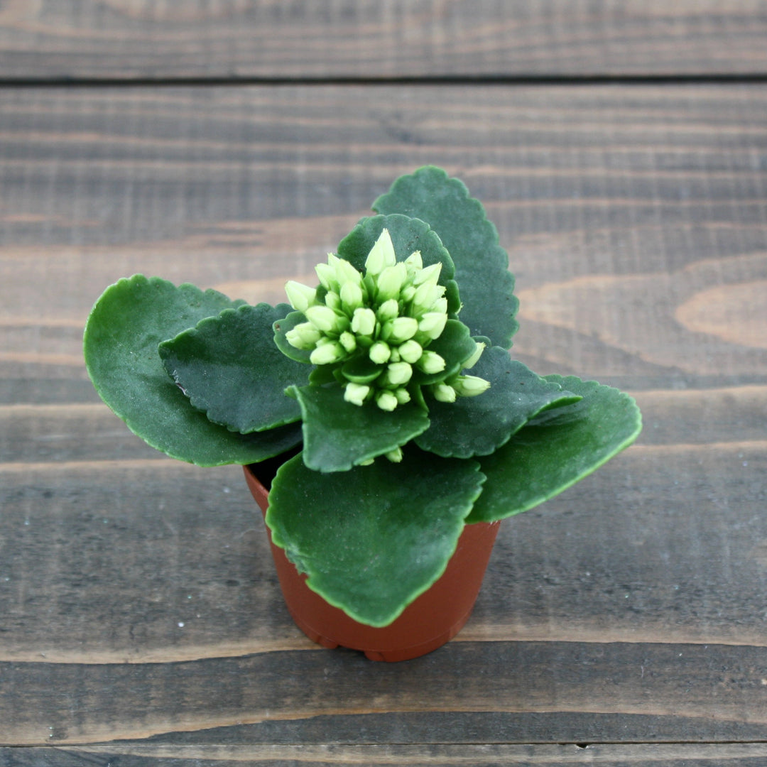 Kalanchoe blossfeldiana Kalanchoe, 2 Inch Houseplants