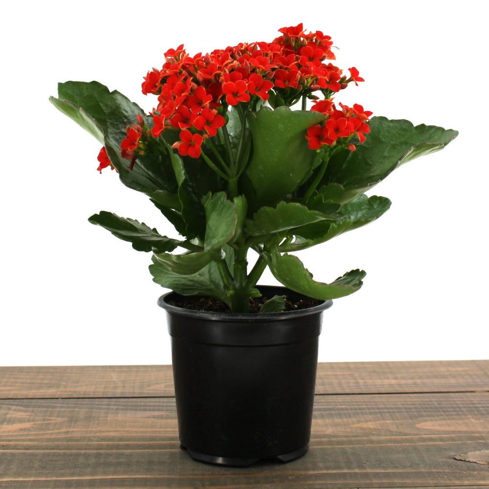 Kalanchoe blossfeldiana Kalanchoe, 4 Inch Houseplants