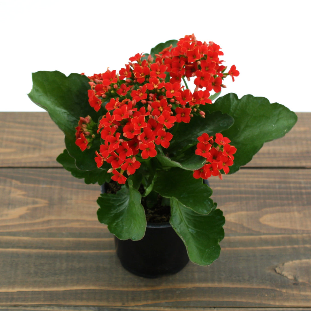 Kalanchoe blossfeldiana Kalanchoe, 4 Inch Houseplants