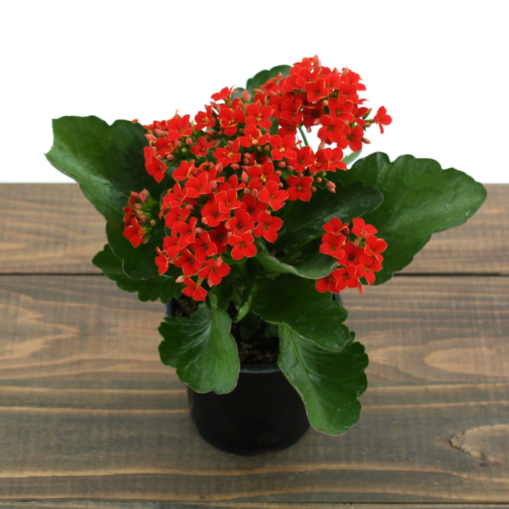 Kalanchoe blossfeldiana Kalanchoe, 4 Inch Houseplants
