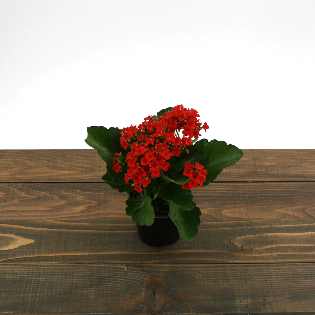 Kalanchoe blossfeldiana Kalanchoe, 4 Inch Houseplants