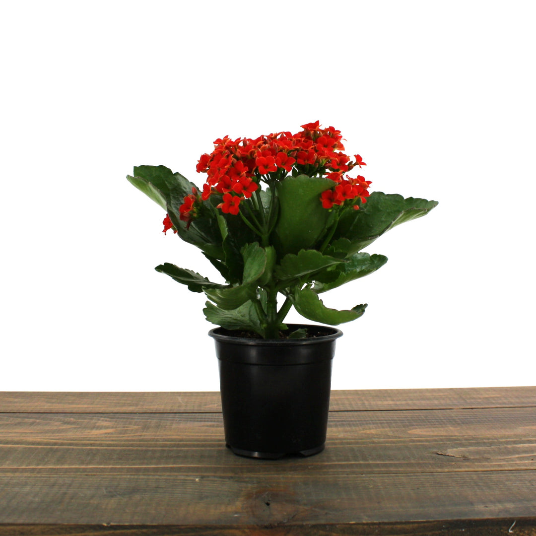 Kalanchoe blossfeldiana Kalanchoe, 4 Inch Houseplants
