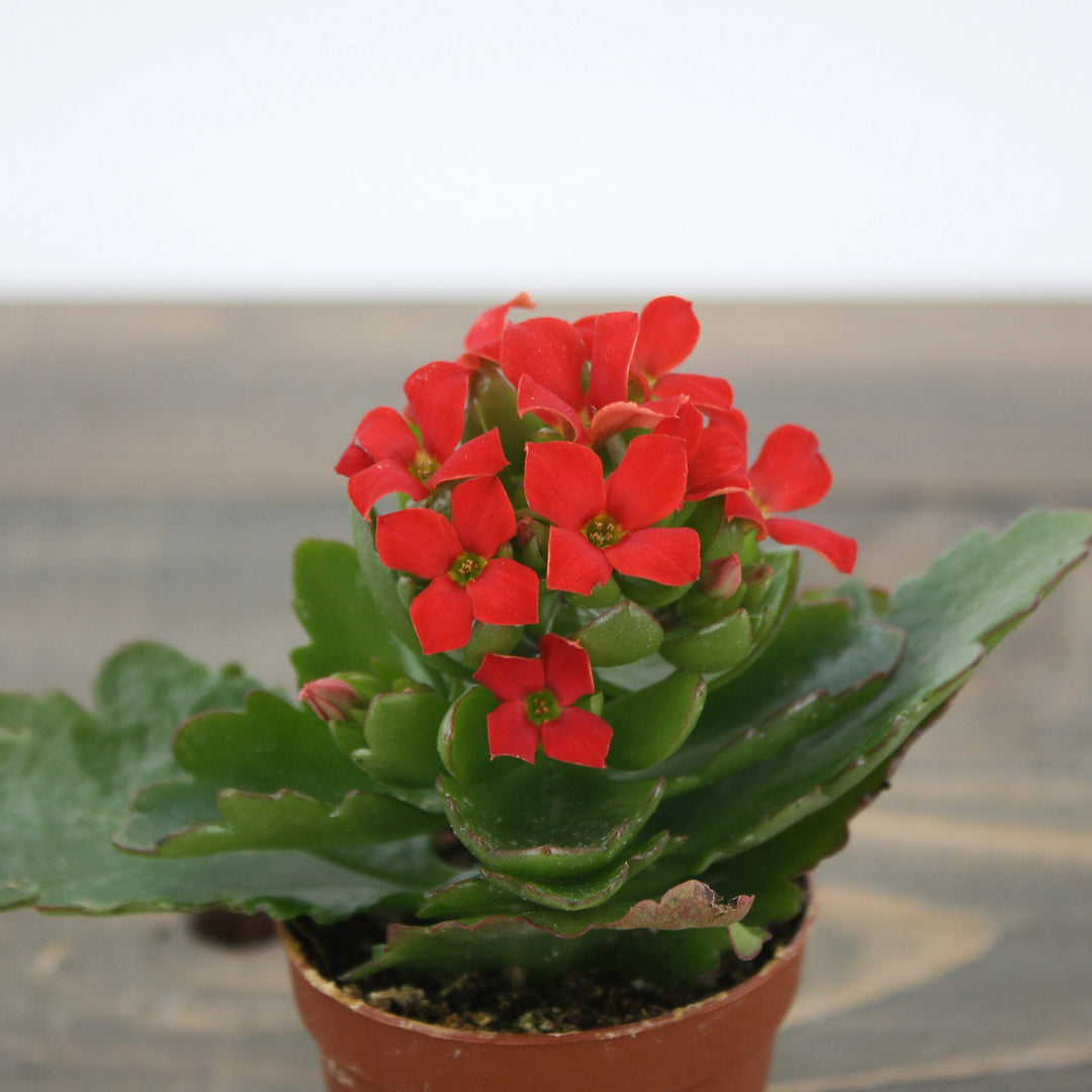 Kalanchoe blossfeldiana Kalanchoe, 2 Inch Houseplants