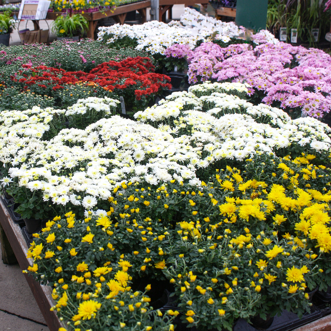 Al's Garden & Home 'Mix' Mums (Chrysanthemum), 4 Inch annual