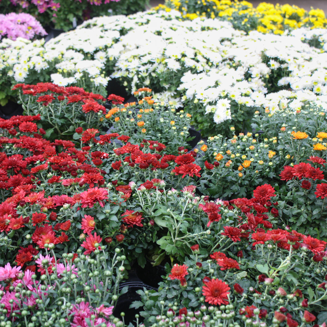 Al's Garden & Home 'Mix' Mums (Chrysanthemum), 4 Inch annual