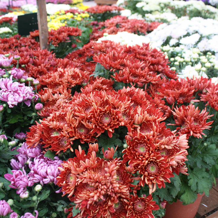 Chrysanthemum Novelty - Assorted 8"