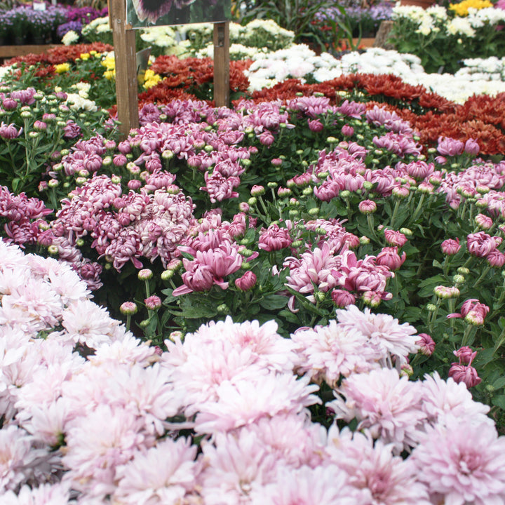 Chrysanthemum Novelty - Assorted 8"