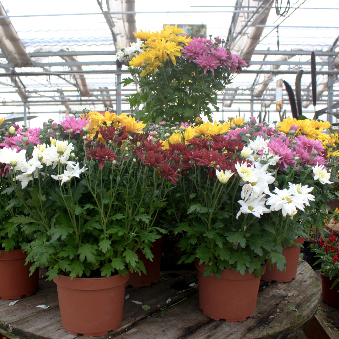 Chrysanthemum Novelty - Assorted 8"