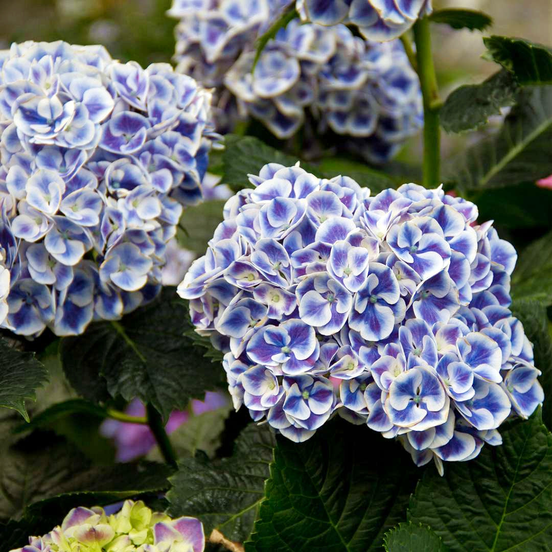 Hydrangea macrophylla 'Ramars' Mophead Hydrangea, 2 Gallon Shrubs