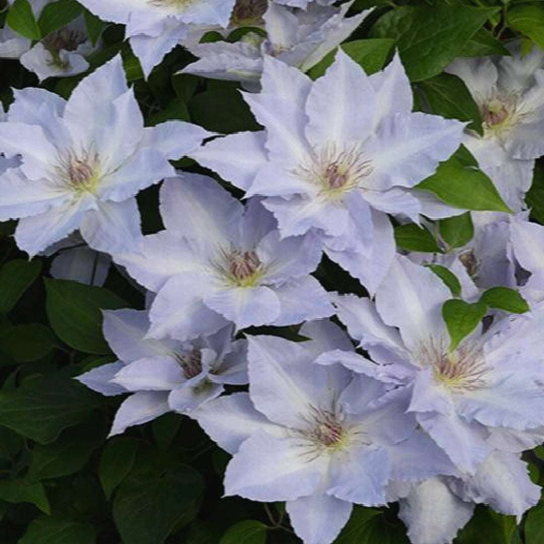 Clematis x 'Evipo111' Clematis, 1 Gallon Vines