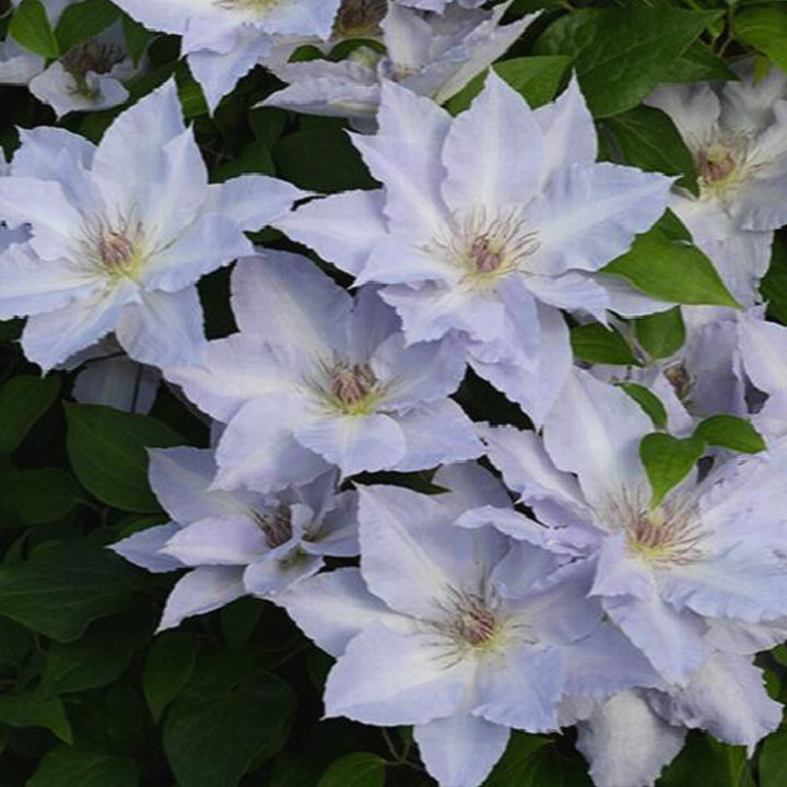 Clematis x 'Evipo111' Clematis, 1 Gallon Vines