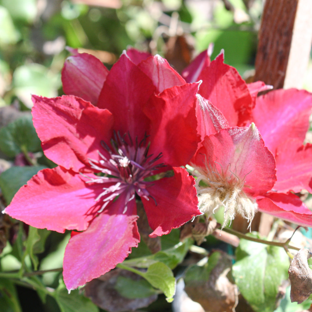 Al's Garden & Home 'Boulevard Nubia' Deciduous Clematis (Clematis), 1 Gallon vine