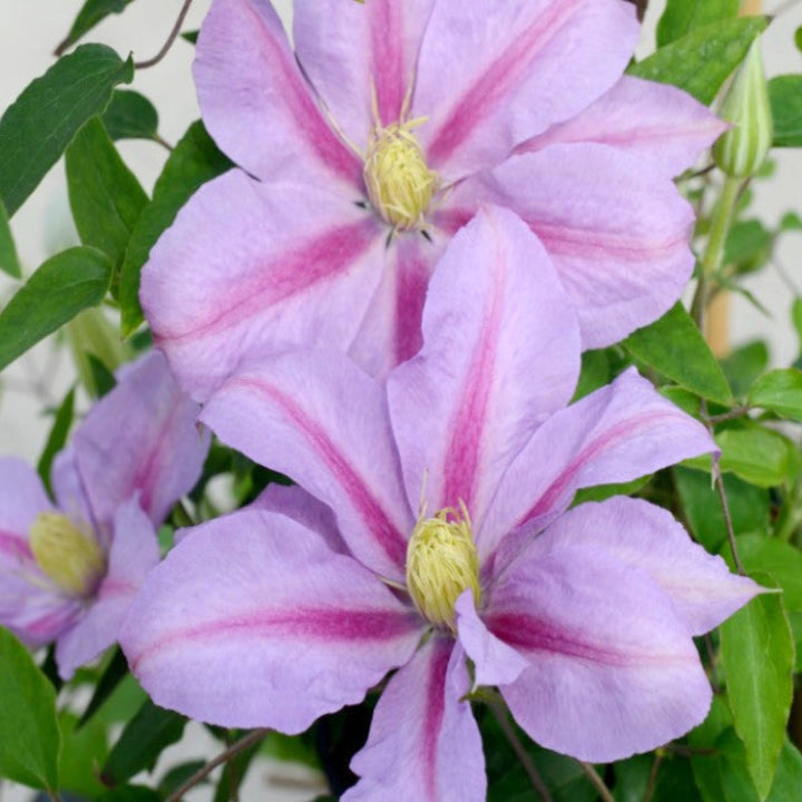 Clematis x 'Evipo080' Clematis, 1 Gallon Vines