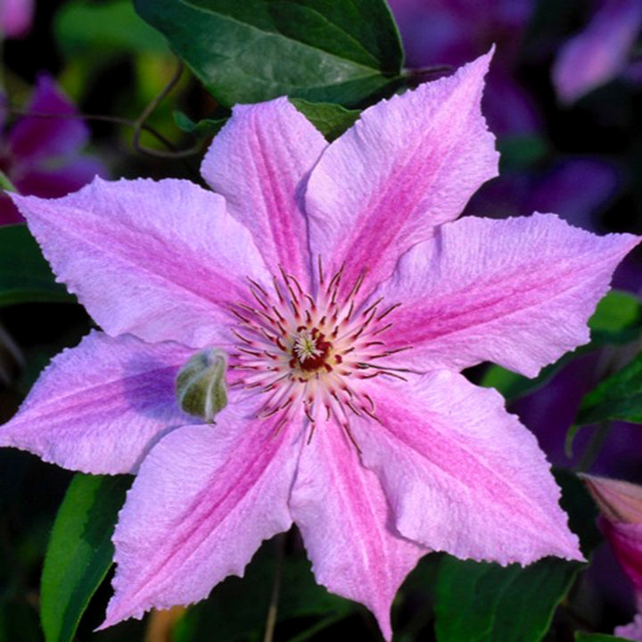 Al's Garden & Home 'Cherokee' Deciduous Clematis (Clematis), 1 Gallon vine