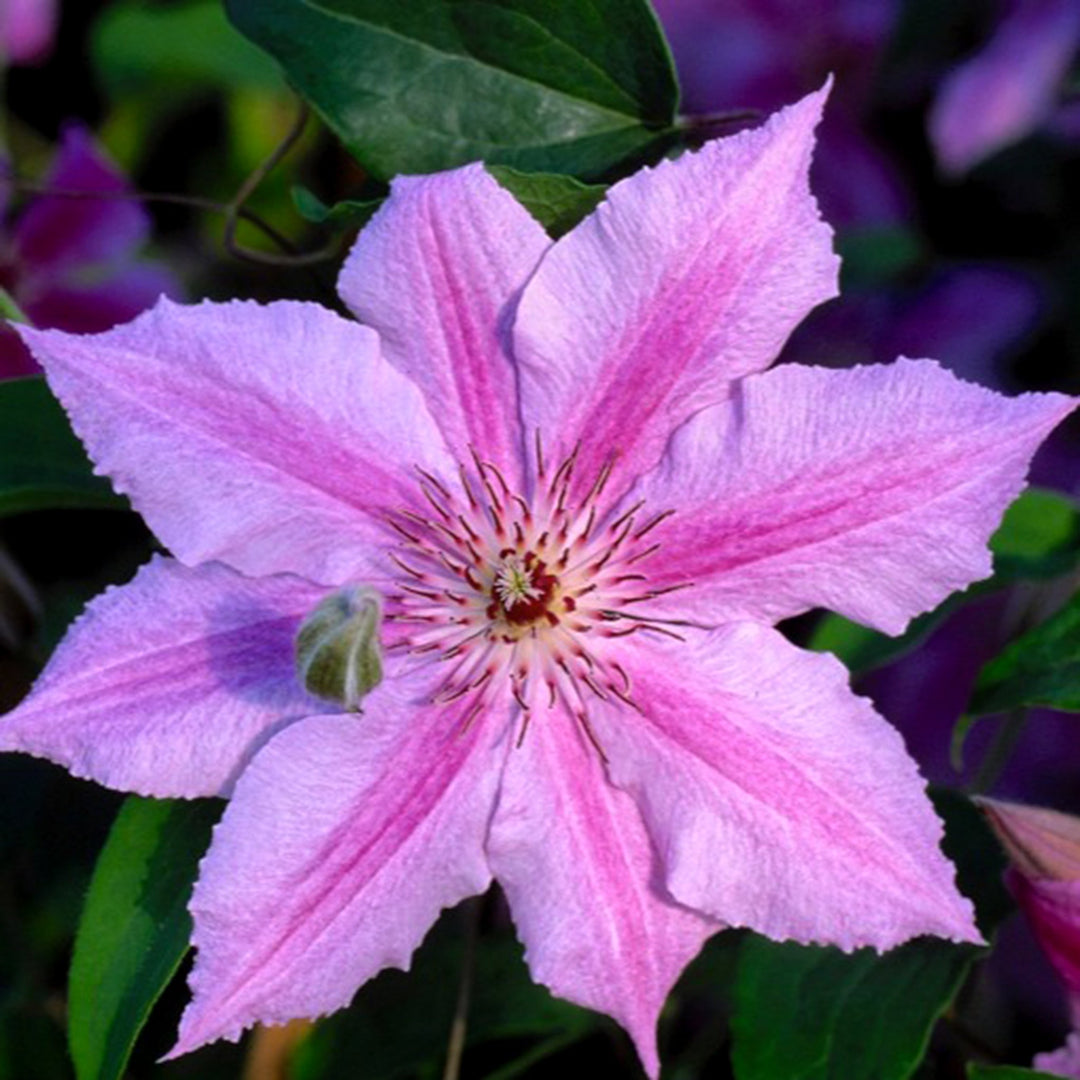 Clematis 'Cherokee' Clematis, 1 Gallon Vines