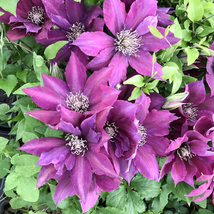 Al's Garden & Home 'Picardy' Deciduous Clematis (Clematis), 1 Gallon vine