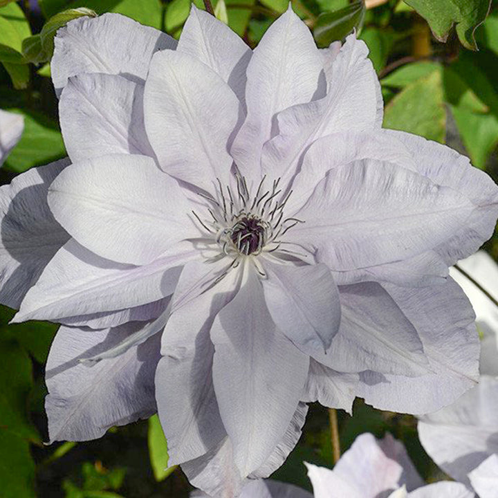 Al's Garden & Home 'Reflections' Deciduous Clematis (Clematis), 1 Gallon vine