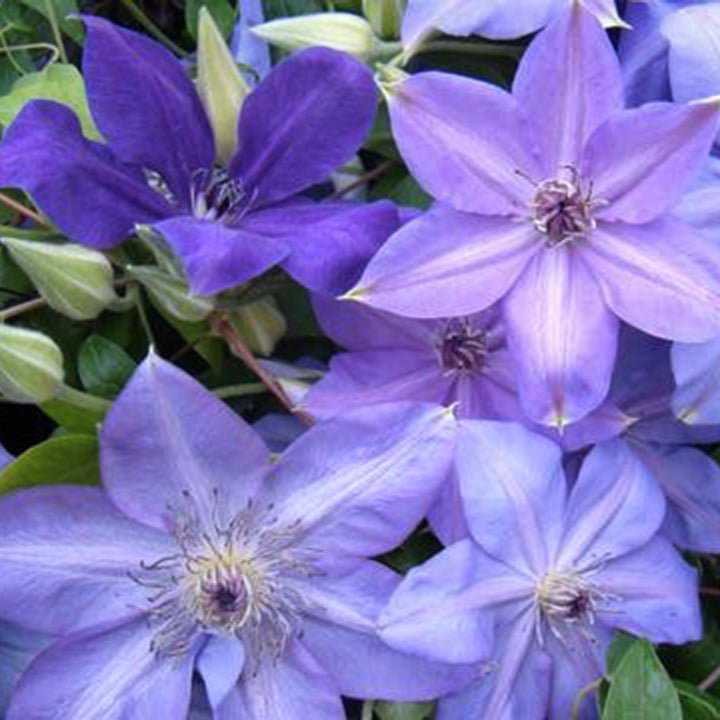 Al's Garden & Home 'Shimmer' Deciduous Clematis (Clematis), 1 Gallon vine