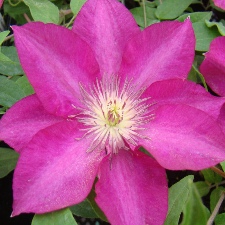Clematis 'Evipo069' Clematis, 1 Gallon Vines