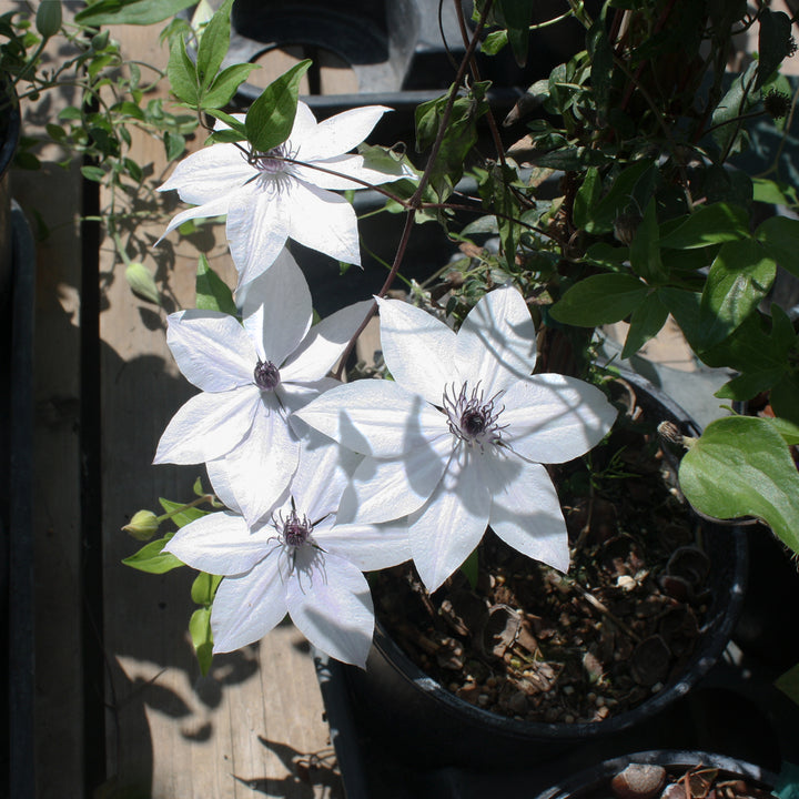 Al's Garden & Home 'Tsukiko' Deciduous Clematis (Clematis), 1 Gallon vine