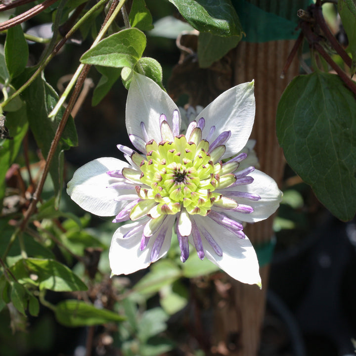 Al's Garden & Home 'Viennetta' Deciduous Clematis (Clematis), 1 Gallon vine