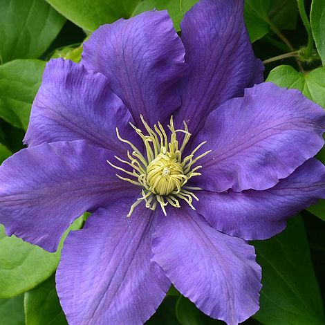 Al's Garden & Home 'Boulevard Chevalier' Deciduous Clematis (Clematis), 1 Gallon vine