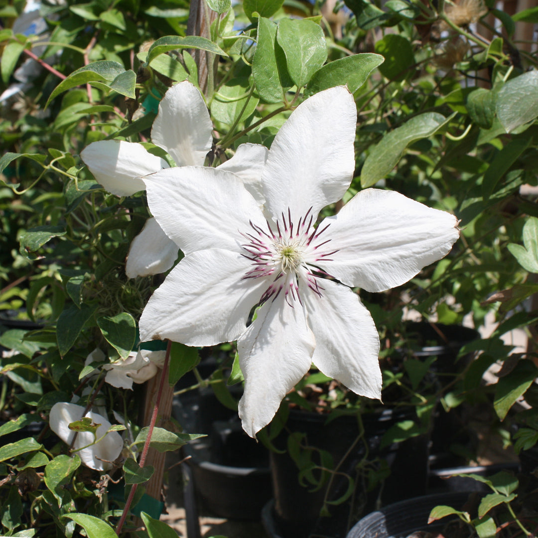 Al's Garden & Home 'Boulevard The Countess of Wessex' Deciduous Clematis (Clematis), 1 Gallon vine