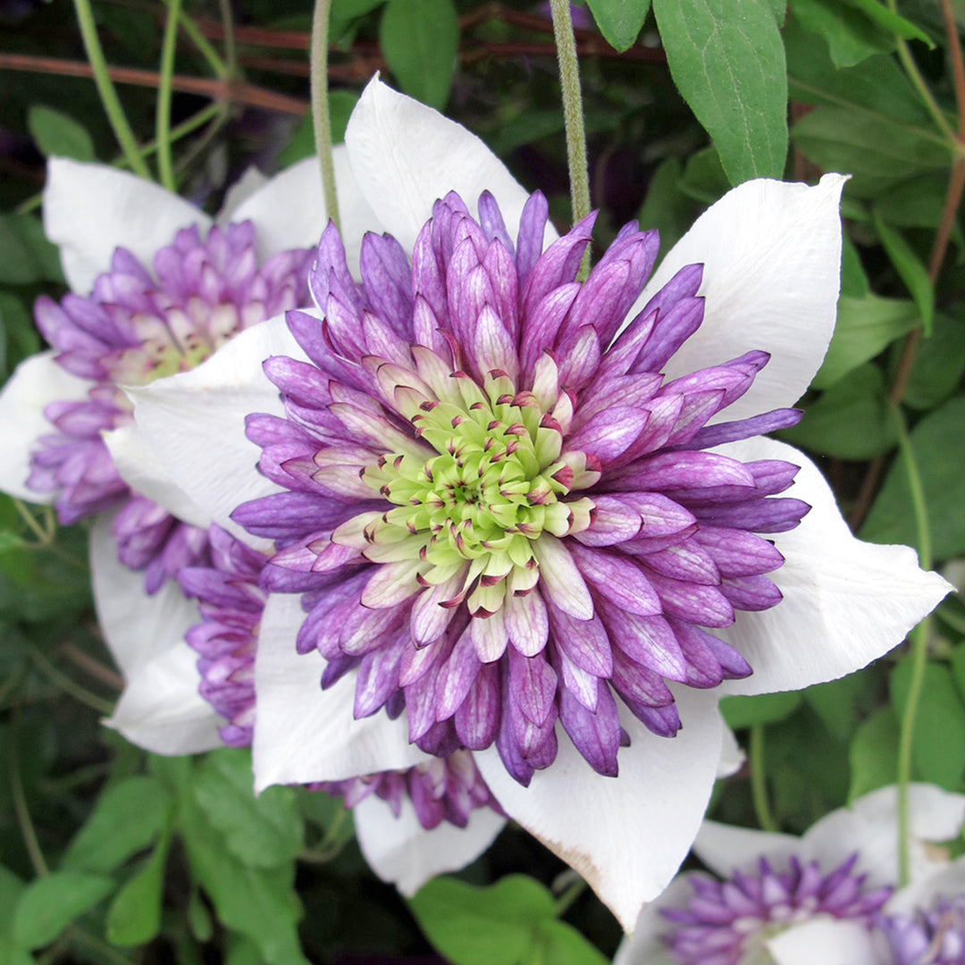 Al's Garden & Home 'Viennetta' Deciduous Clematis (Clematis), 1 Gallon vine