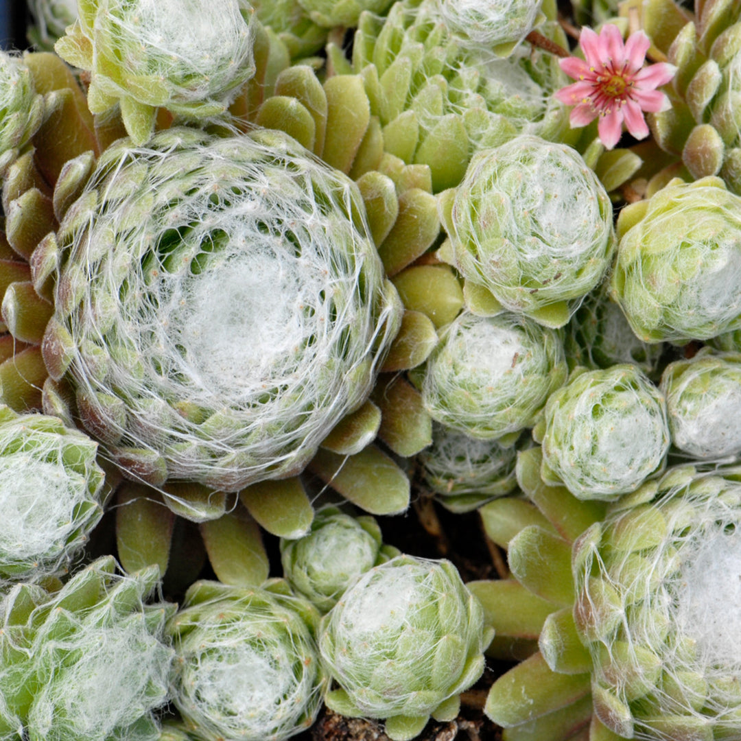Sempervivum arachnoideum Hens & Chicks, 1 Quart Perennials