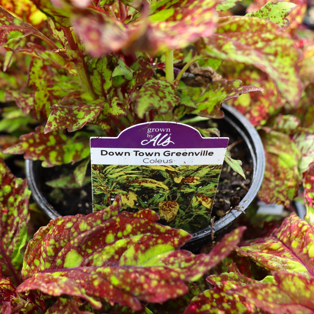 Plectranthus scutellarioides 'Down Town Greenville' Coleus, 4 Inch Annuals