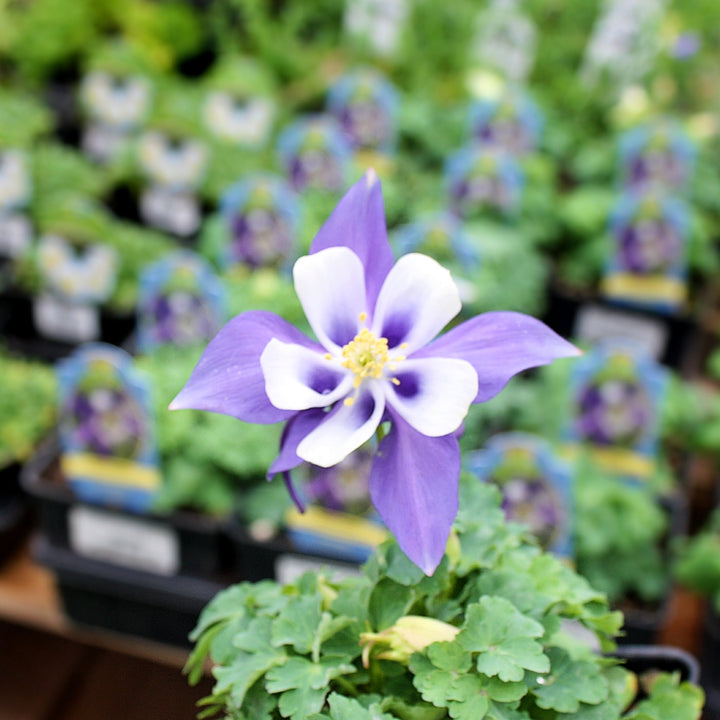 Aquilegia caerulea Kirigami™ Deep Blue & White Columbine, 1 Quart Perennials