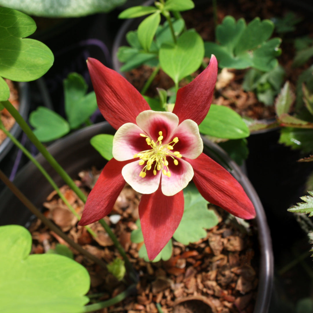 Aquilegia caerulea Kirigami™ Red & White Columbine, 1 Gallon Perennials