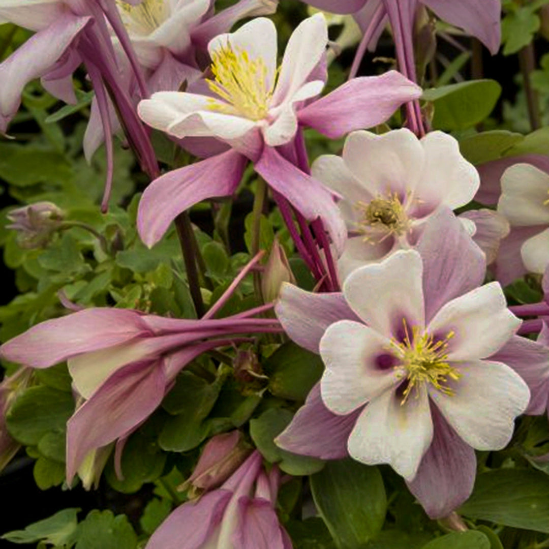 Aquilegia caerulea Kirigami™ Rose & Pink Columbine, 1 Gallon Perennials