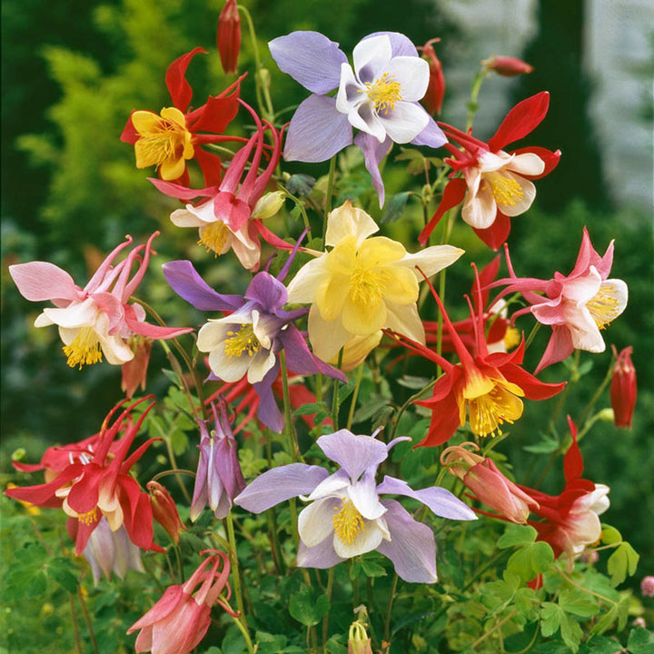Aquilegia caerulea Columbine, 1 Gallon Perennials