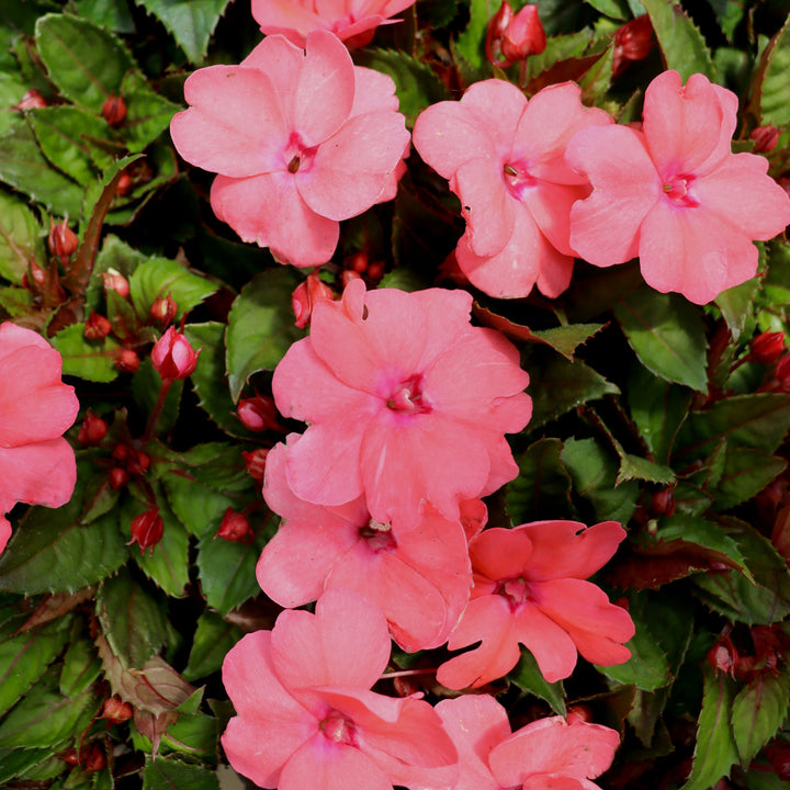 SunPatiens