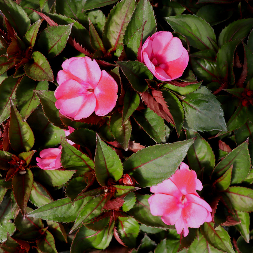 SunPatiens
