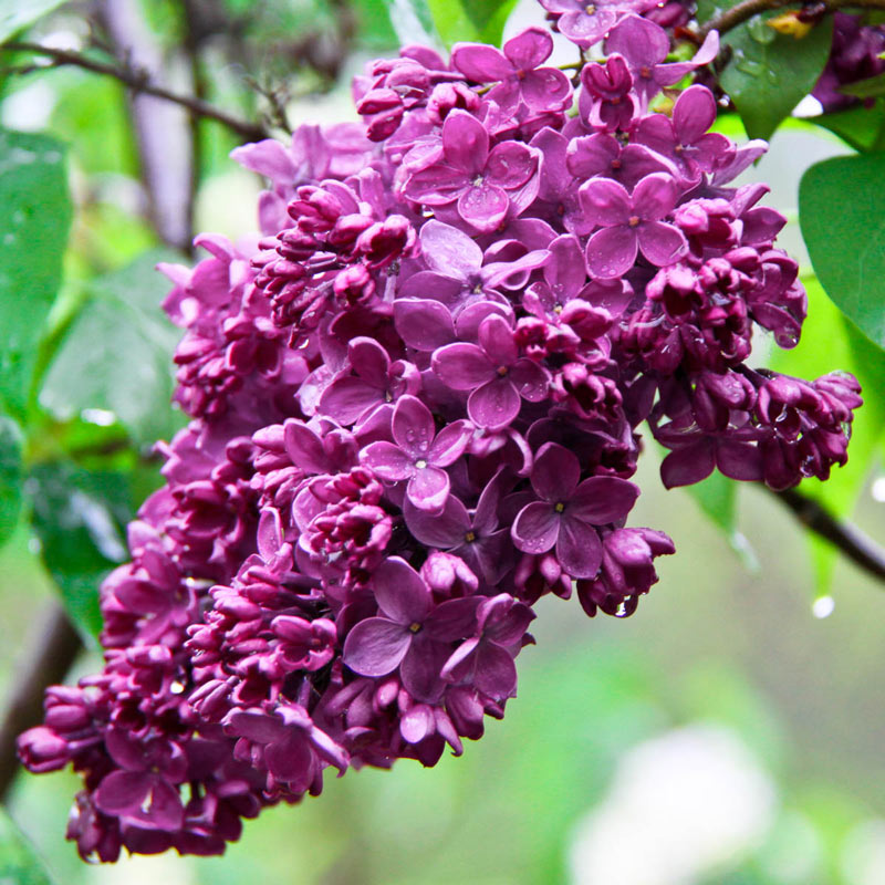 Syringa vulgaris 'Congo' Common Lilac, Shrub