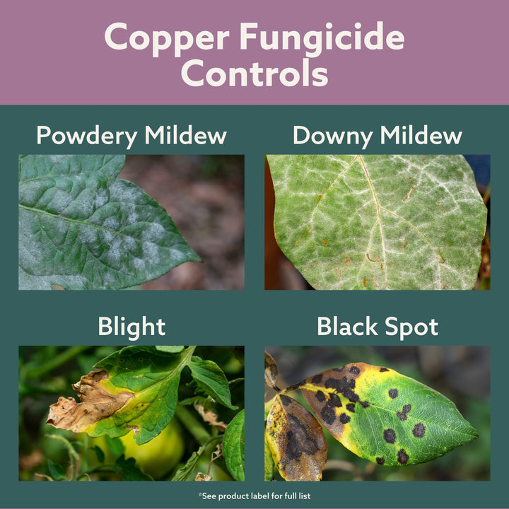 Bonide Copper Fungicide