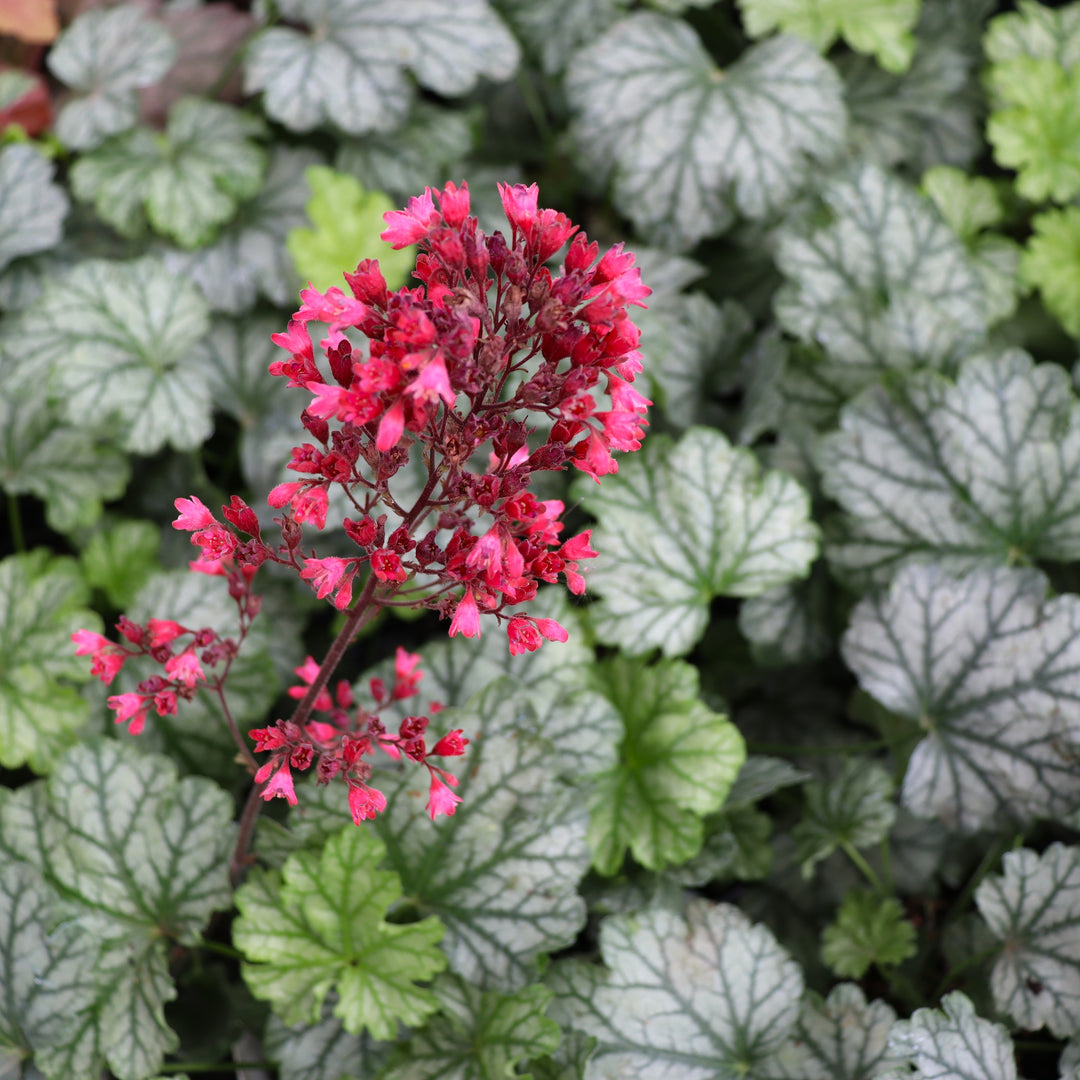 Coral Bells