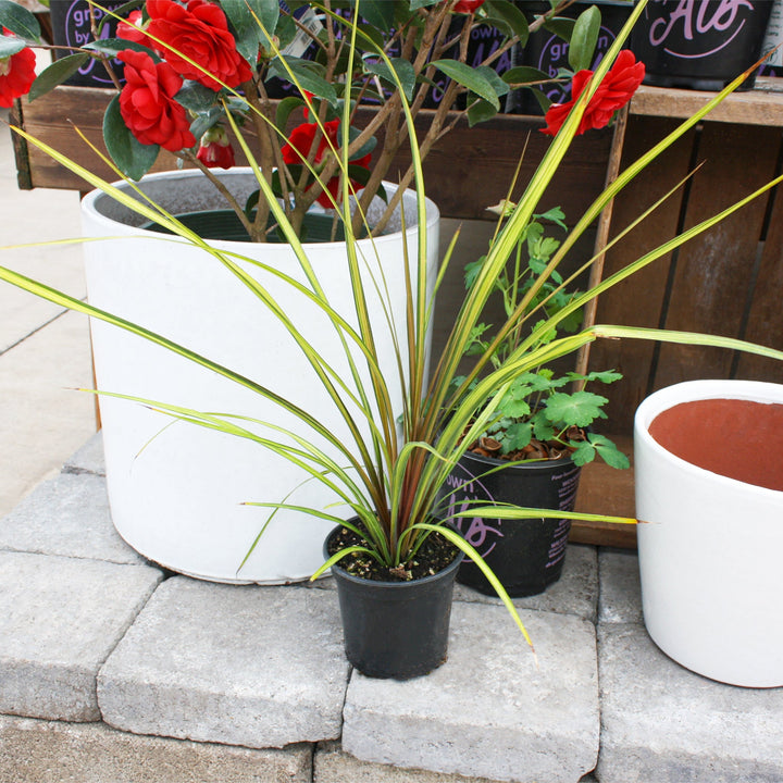 Cordyline australis 'Cha Cha' PP24028 Cordyline, 1 Quart Perennials