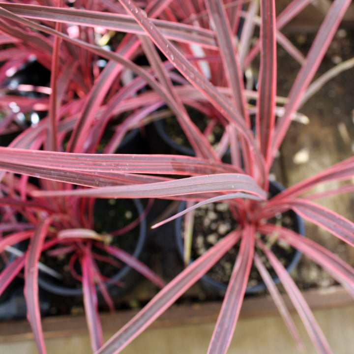 Cordyline australis 'Charlie Boy' PP20139 Cordyline, 1 Quart Perennials