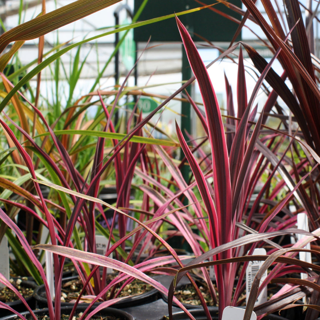 Cordyline australis 'Paso Doble' PP29714 Cordyline, 1 Quart Perennials